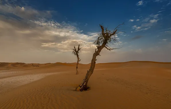 Картинка песок, небо, облака, деревья, синева, пустыня, сухие, два дерева