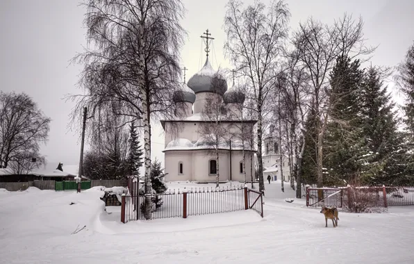 Картинка зима, снег, деревья, собака, ели, церковь, house, dog, winter, snow, church, Вологодская область, Белозерск