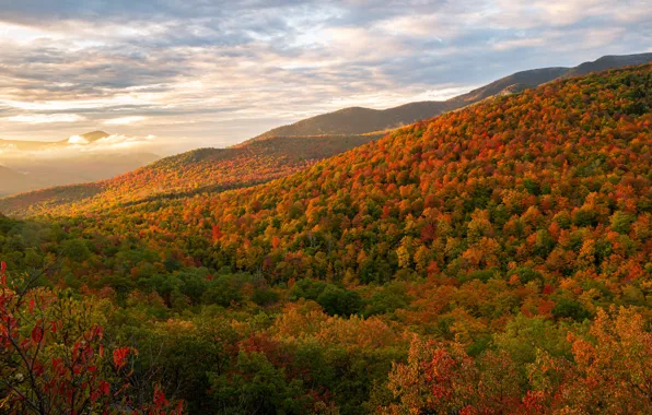 Картинка осень, лес, небо, облака, деревья, горы, холмы, высота, даль, склон, краски осени, золотая осень, лесной …