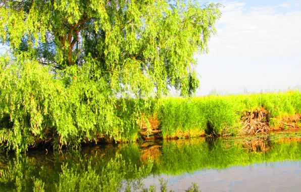 Картинка зелень, небо, трава, листья, вода, природа, озеро, отражение, река, дерево