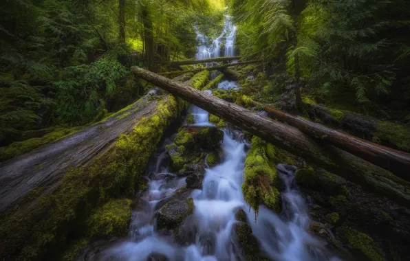 Картинка лес, водопад, мох, Орегон, каскад, Oregon, брёвна, Willamette National Forest, Proxy Falls, Водопады Прокси, Национальный …