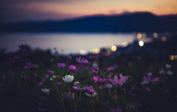 Картинка цветы, ночь, природа