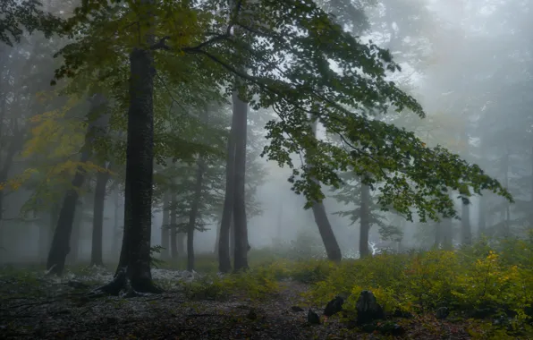 Картинка осень, лес, деревья, ветки, природа, туман, камни, листва, утро, дымка, кусты