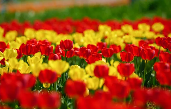 Картинка свет, цветы, яркие, весна, желтые, тюльпаны, красные, клумба