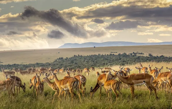 Картинка поле, небо, трава, облака, горы, тучи, природа, пастбище, много, стадо, антилопы, антилопа, пасутся