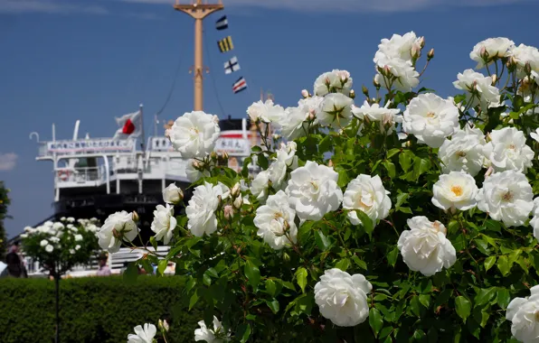 Картинка небо, цветы, берег, корабль, куст, розы, пароход, флаги, белые, много, судно, розовый куст