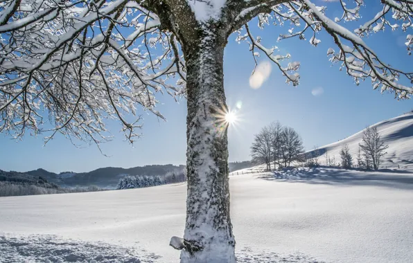 Картинка зима, иней, поле, лес, небо, солнце, свет, снег, деревья, ветки, природа, дерево, холмы, склон, мороз, …