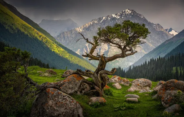 Картинка горы, камни, дерево