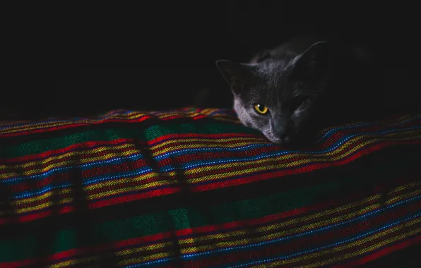 Картинка кошка, глаза, кот, взгляд, морда, полоски, темнота, темный фон, серый, покрывало, постель, полумрак