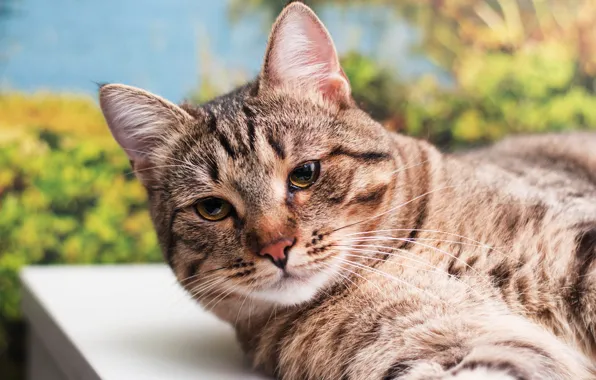 Картинка кошка, кот, взгляд, серый, фон, портрет, полосатый