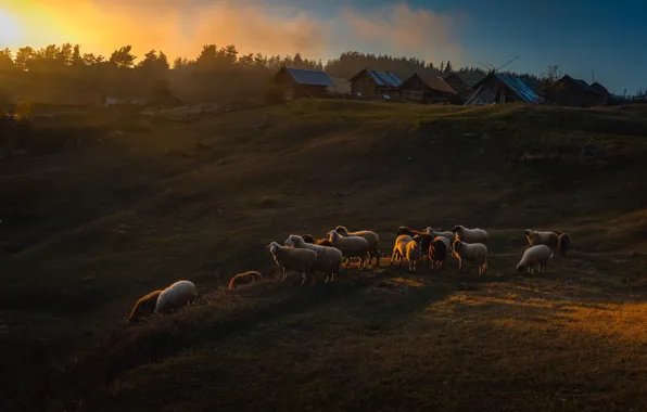 Картинка закат, овцы, деревня