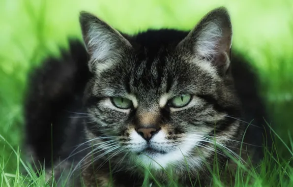 Картинка кошка, трава, кот, природа, серый, фон, портрет, обработка, полосатый, зеленоглазый