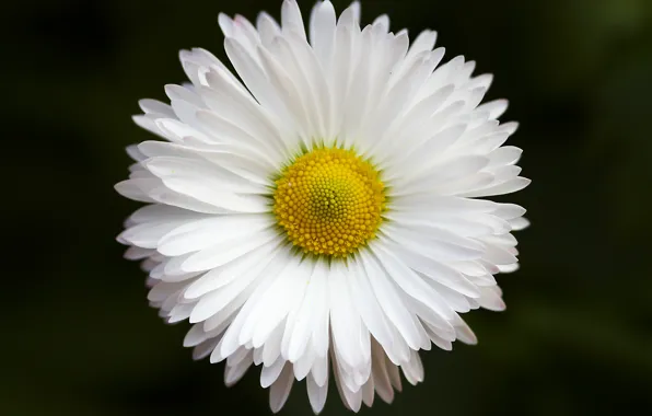 Картинка Nature, Flower, White, Chamomile
