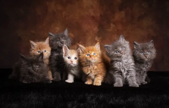 Картинка взгляд, кошки, поза, темный фон, котенок, котята, мех, малыши, рыжие, компания, серые, друзья, много, мордочки, …