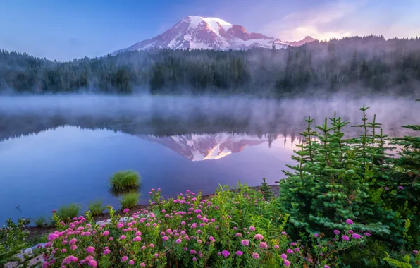 Картинка лес, цветы, туман, озеро, отражение, рассвет, гора, утро, ели, Mount Rainier National Park, Национальный парк …