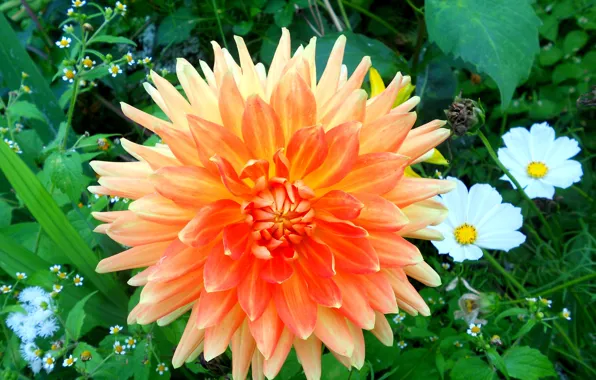 Картинка цветок, георгина, оранжевая георгина