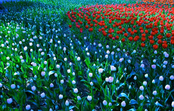 Картинка цветы, поляна, весна, сад, тюльпаны, красные, белые, бутоны, клумба, много