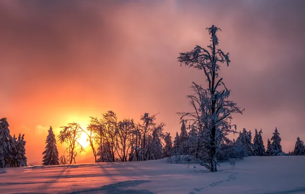Картинка зима, небо, снег, деревья, закат, мороз