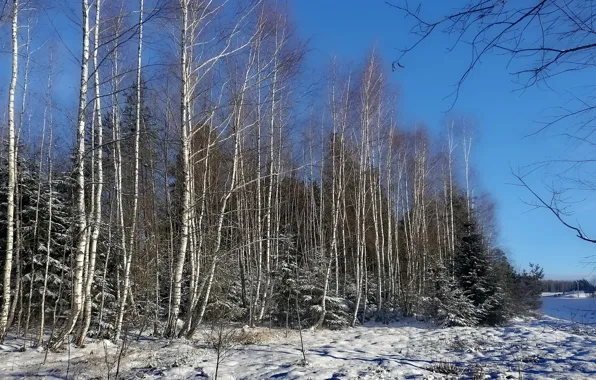 Картинка зима, лес, солнце, пейзаж, январь