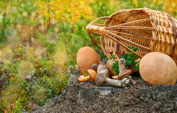 Картинка осень, ягоды, поляна, грибы, пень, шляпки, корзинка, хвоя, разные, лесные, подосиновики, клюква, подберезовики, съедобные, находка …