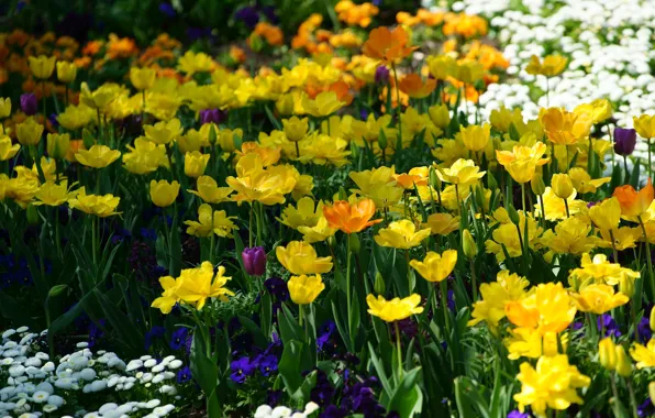 Картинка цветы, яркие, весна, желтые, сад, тюльпаны, белые, оранжевые, анютины глазки, клумба, синие, много, разные, сиреневые, …