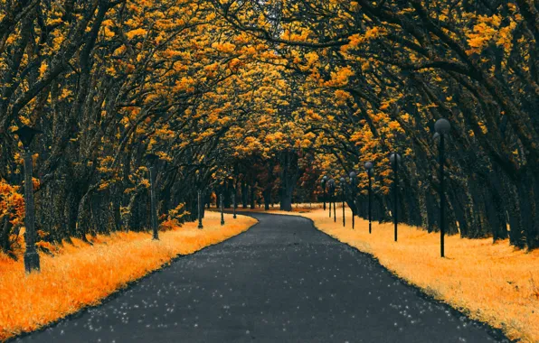 Картинка дорога, осень, листья, деревья, Autumn