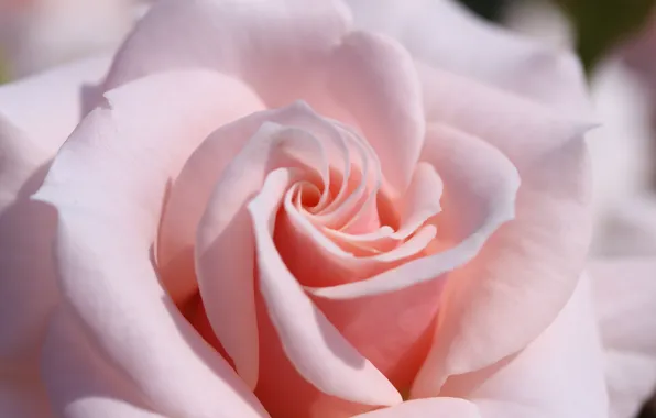 Картинка розовый, нежность, роза