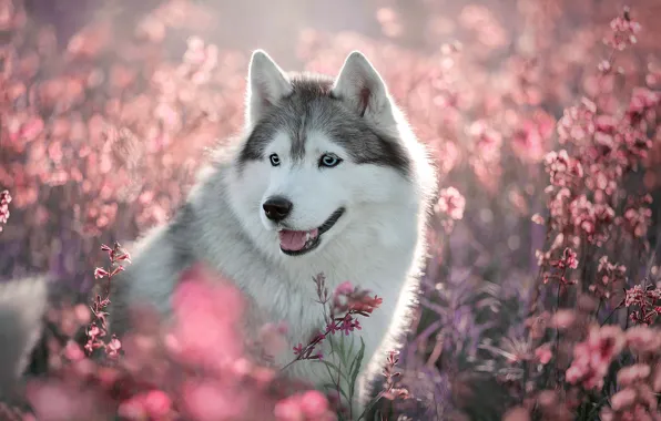 Картинка поле, язык, лето, взгляд, свет, цветы, природа, серый, поляна, портрет, собака, милый, щенок, розовые, мордашка, …