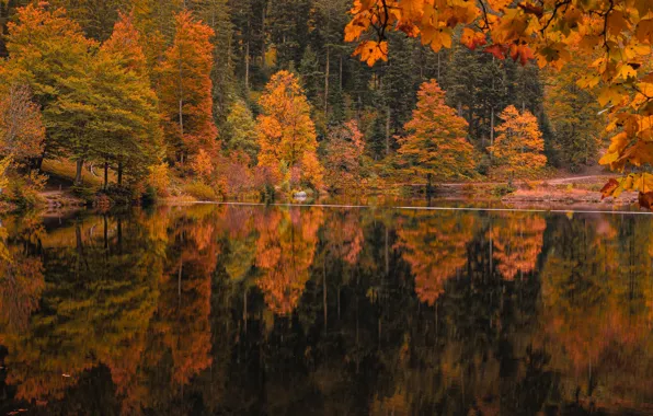 Картинка осень, лес, отражение, берег, водоем
