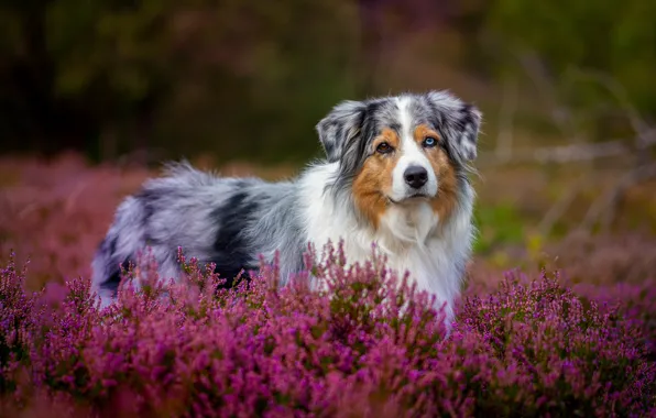 Картинка цветы, поляна, собака, вереск, аусси
