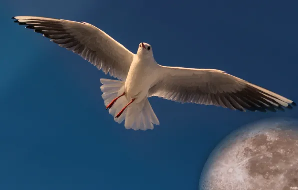 Картинка небо, полет, луна, чайка