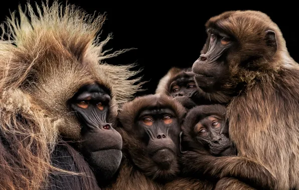 Картинка Monkey, Yorkshire Wildlife Park, Gelada Family