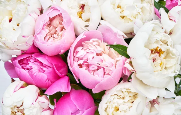 Картинка цветы, розовые, white, pink, flowers, пионы, peonies