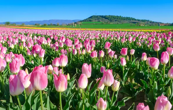 Картинка цветы, тюльпаны, розовые, плантация, тюльпановое поле