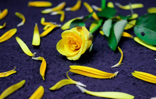 Картинка цветы, роза, розы, желтые, лепестки, фиолетовый фон