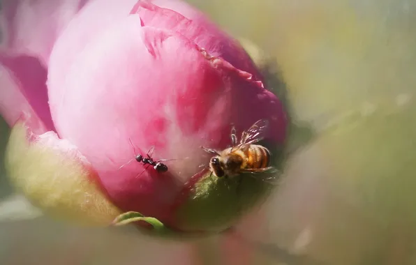 Картинка макро, пчела, муравей, пион