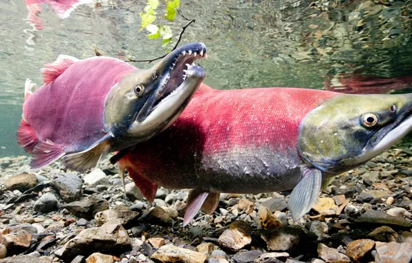 Картинка Рыбы, Oncorhynchus nerka, Лососевые, Sockeye (Red) Salmon