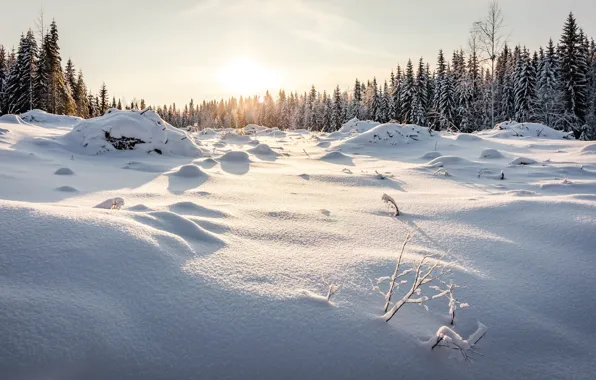 Картинка зима, лес, небо, солнце, снег, деревья, сугробы
