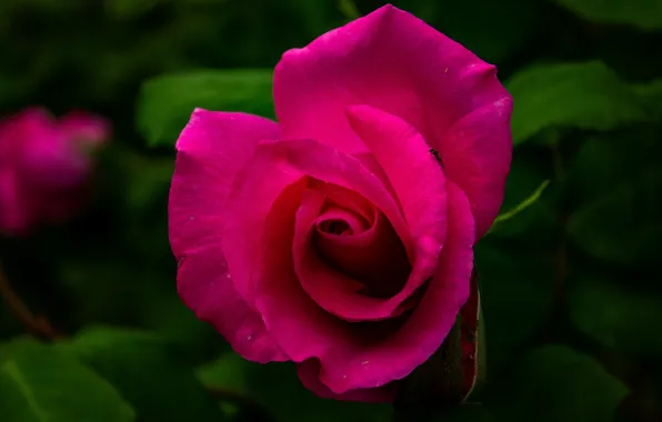 Картинка цветок, макро, темный фон, розовая, роза, бутон