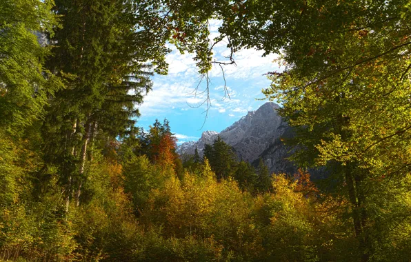 Картинка осень, лес, небо, облака, деревья, горы, ветки, природа, заросли, листва, вершины, вид