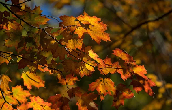 Картинка осень, листья, солнце, деревья, ветки, парк, Канада, Монреаль, жёлтые, боке, Montreal, Parc du Mont-Royal, Mount …