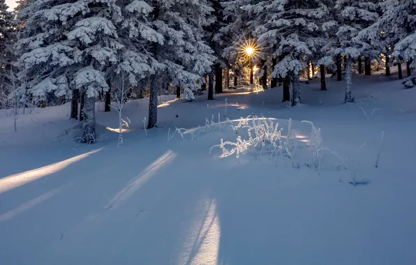 Картинка зима, лес, солнце, лучи, снег, деревья, Евдокимов Сергей