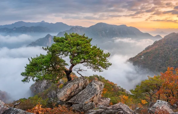 Картинка осень, деревья, горы, South Korea, сосна, Южная Корея, Bukhansan National Park, Национальный парк Пукхансан