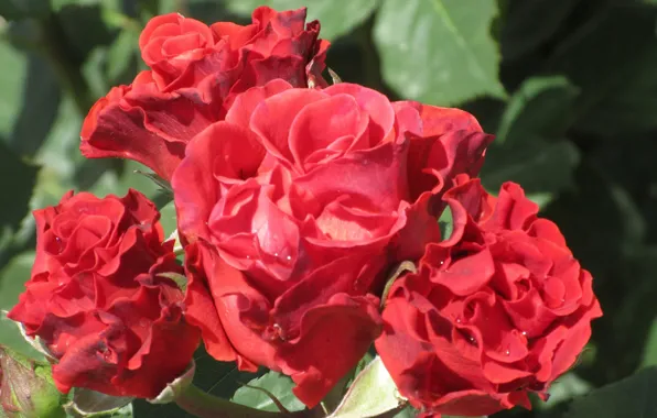 Картинка Розы, Солнечно, Красные розы, Розочки, Meduzanol ©, Лето 2018