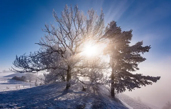 Картинка холод, зима, иней, свет, туман, дерево, утро, скамья