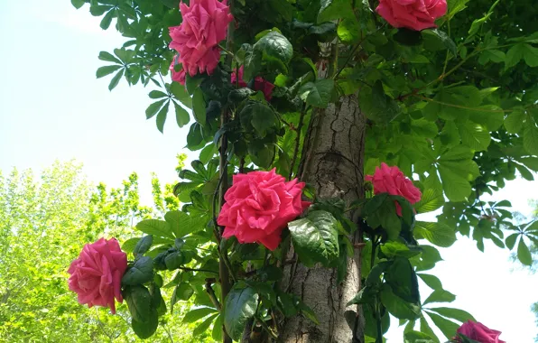 Картинка Дерево, Розы, Tree, Roses, Красные розы, Red roses