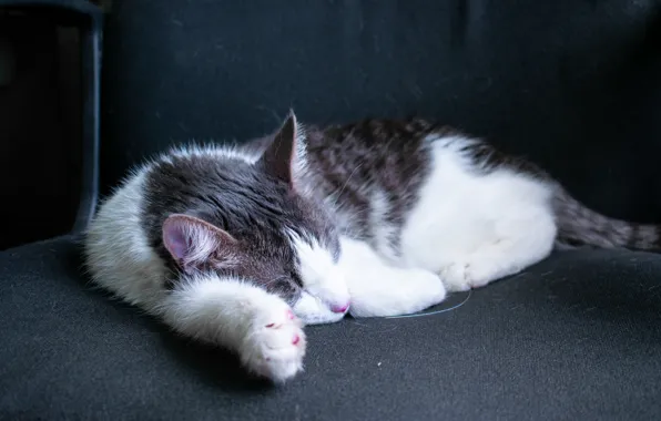 Картинка кошка, белый, кот, фон, черно-белый, обои, лапки, шерсть, кошак, большой, спит, Котик, лежит, отдыхает, на …