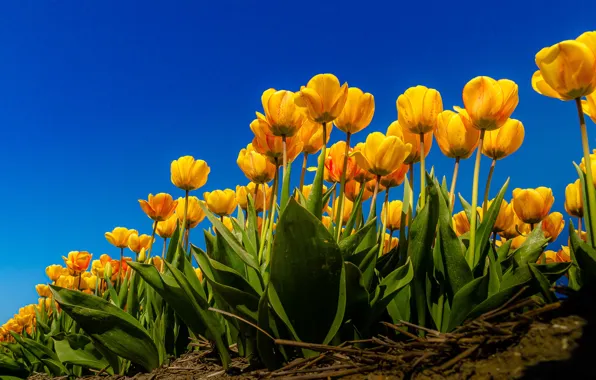 Картинка небо, листья, цветы, синева, яркие, весна, желтые, тюльпаны, оранжевые, бутоны, клумба, ракурс