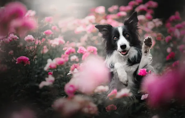 Картинка морда, цветы, розы, собака, лапы, Бордер-колли, розовые кусты