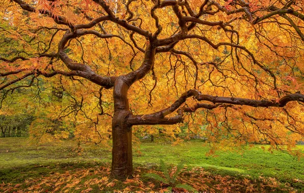 Картинка осень, дерево, сырость